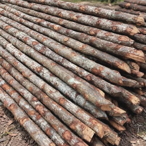 Kayu Bakau Bundle (50pcs)